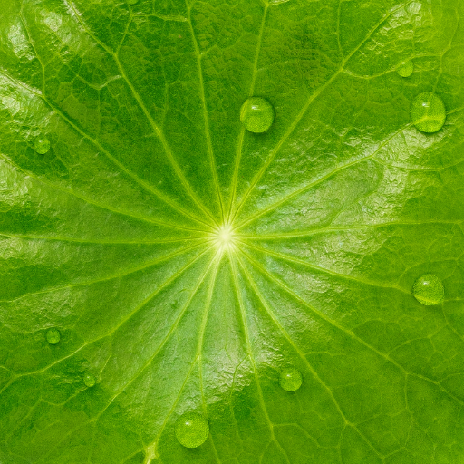 Centella Asiatica