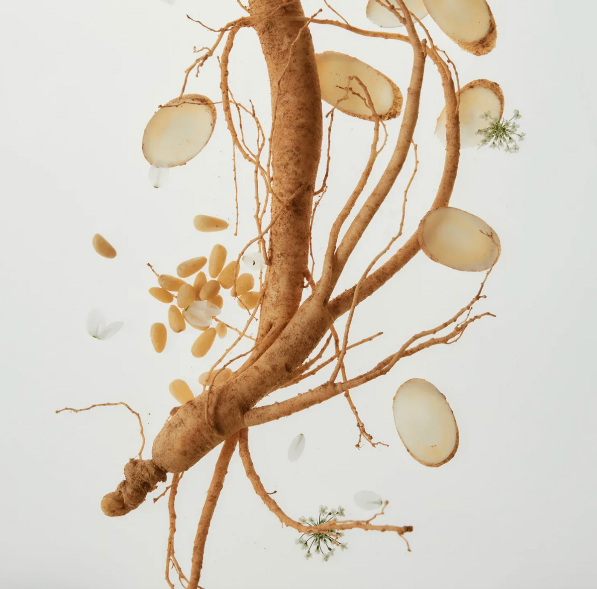 Ginseng