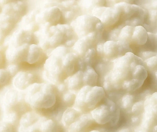 Probiotiques fermentés